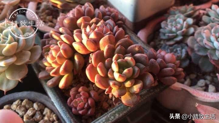 多肉植物掉叶是何原因,多肉植物最近有部分掉叶是何原因