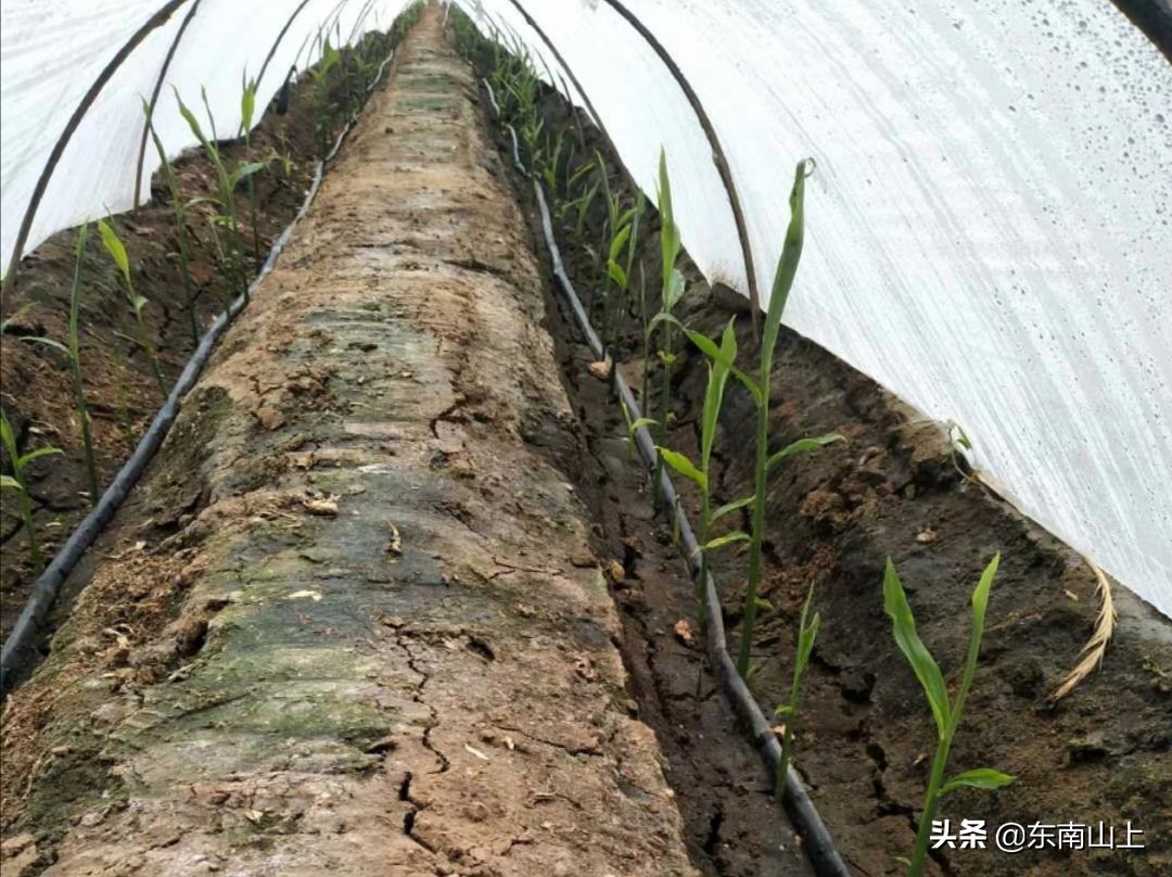 怎样防止生姜底肥烧苗,小拱棚生姜怎么放风