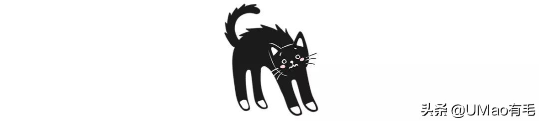 预防应激！6招帮猫咪减少焦虑