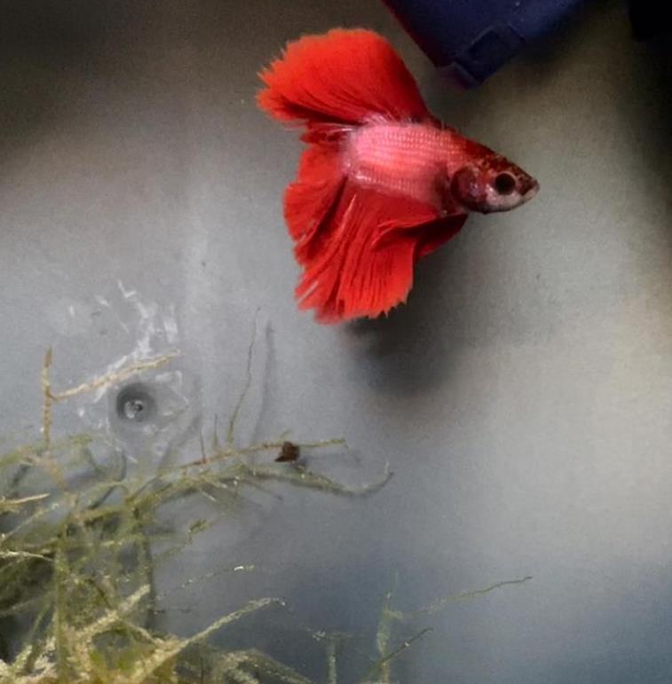 外国女子救下崩溃男子,外国女生救斗鱼