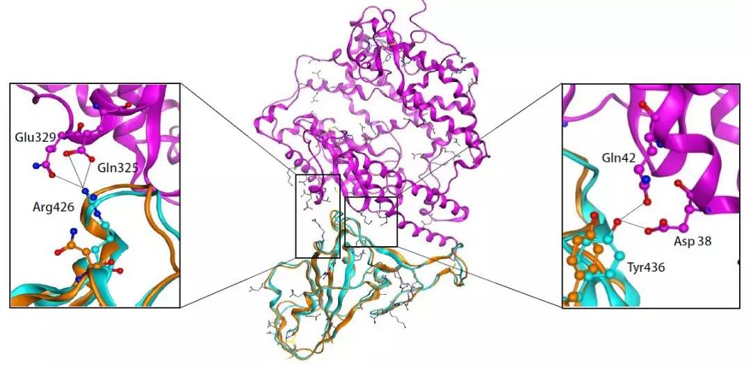 沐舒坦可以治新冠肺炎吗,沐舒坦有治疗新型肺炎的潜力