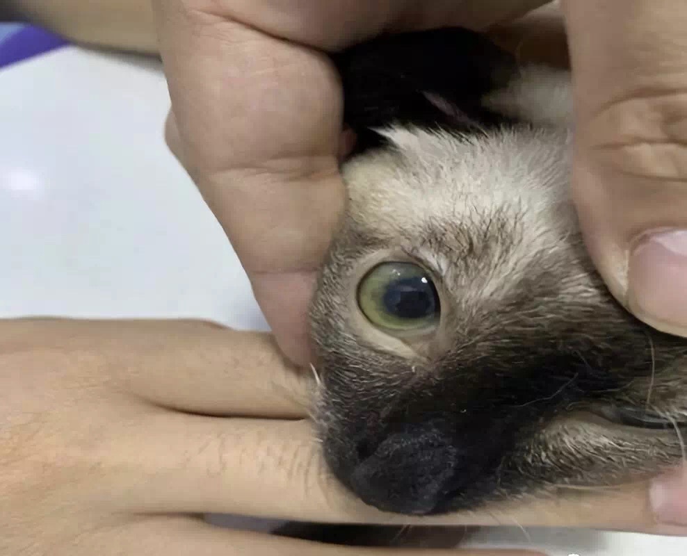 犬胆汁淤积特效药,胆汁淤积性肝病的克星