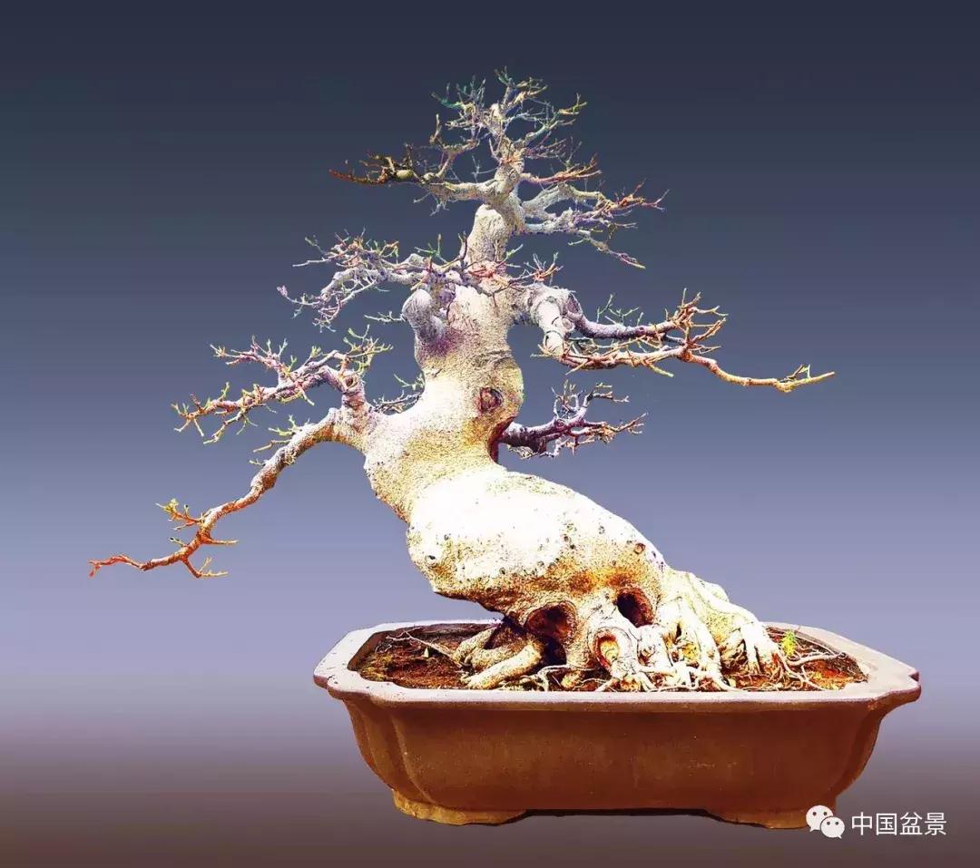 陈文图老师,陈文图盆景欣赏