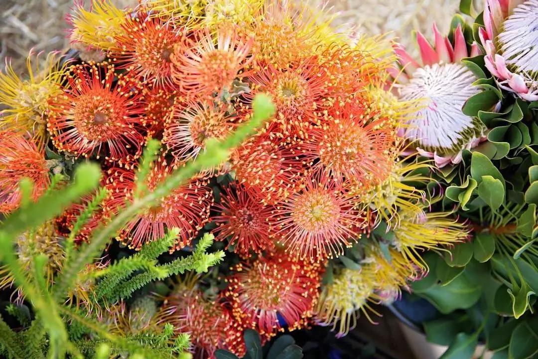 可以在室内燃放的烟花爆竹,植物烟花可以放室内吗