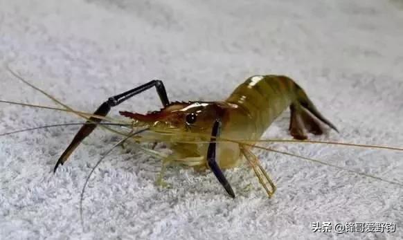 野鲤鱼爱吃什么饵料,野生鲤鱼用什么料钓最好