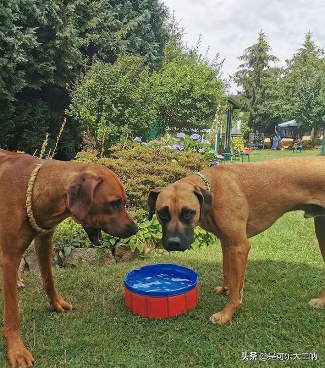 沙雕图片卖东西,沙雕图片买东西