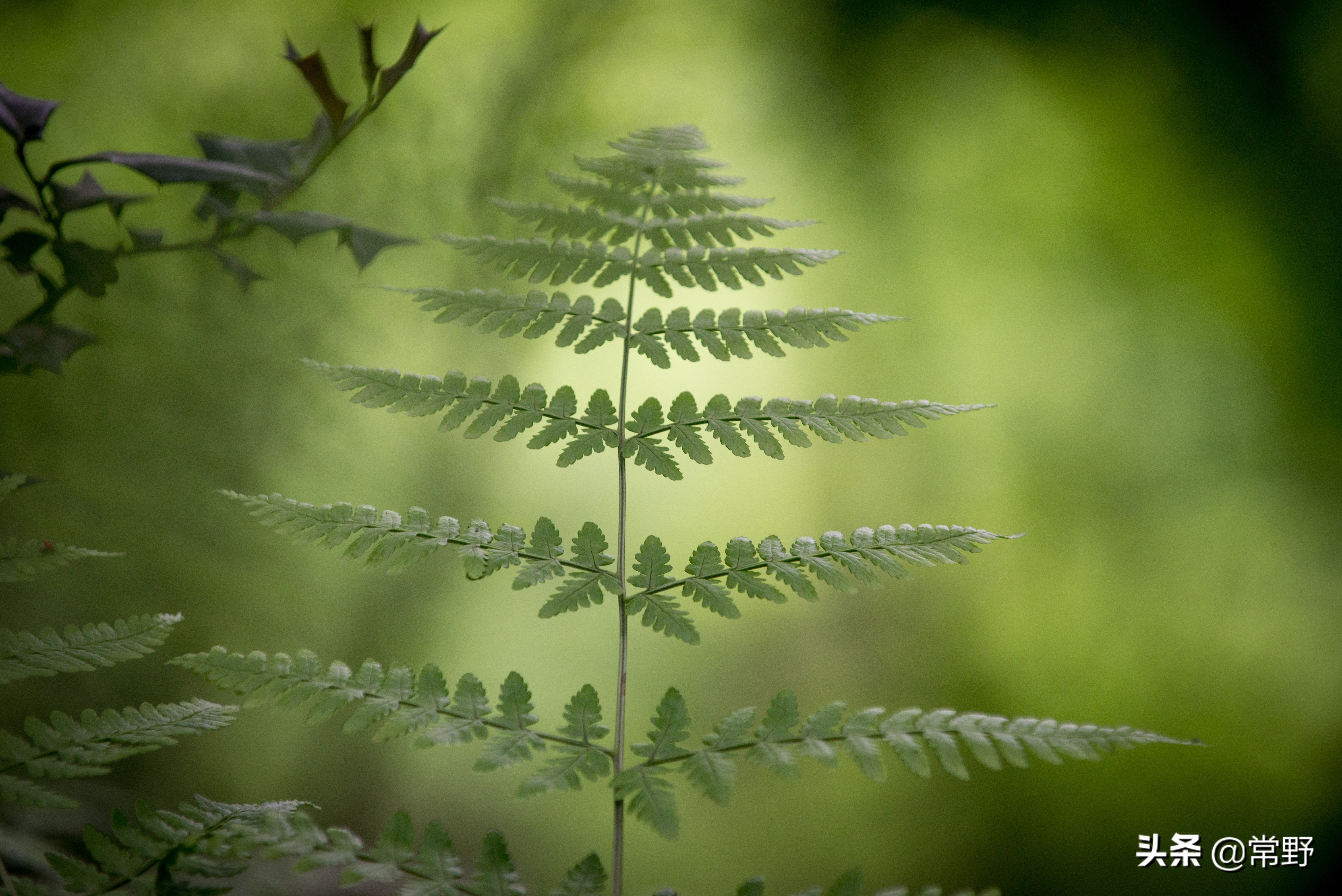 长沙谷山为什么叫谷山,长沙郊野公园