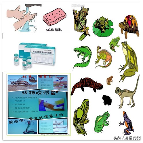 不幸被动物咬伤自救,人被动物咬伤后怎样处理