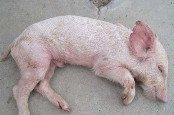 仔猪拉白痢用什么药,仔猪拉黄白痢用什么药最好最快