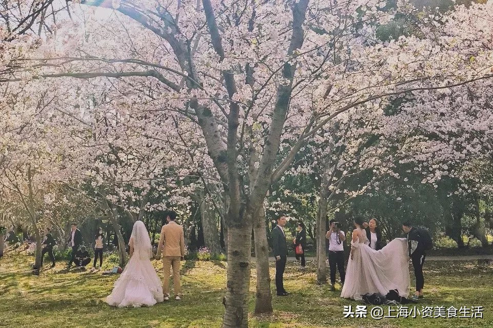 顾村公园一年一度赏樱,顾村公园赏樱点