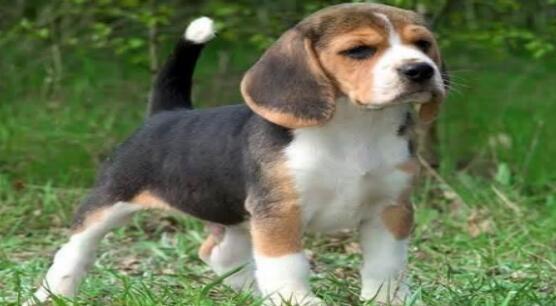 大耳朵比格犬怎么挑选,怎样挑选一只好的比格犬