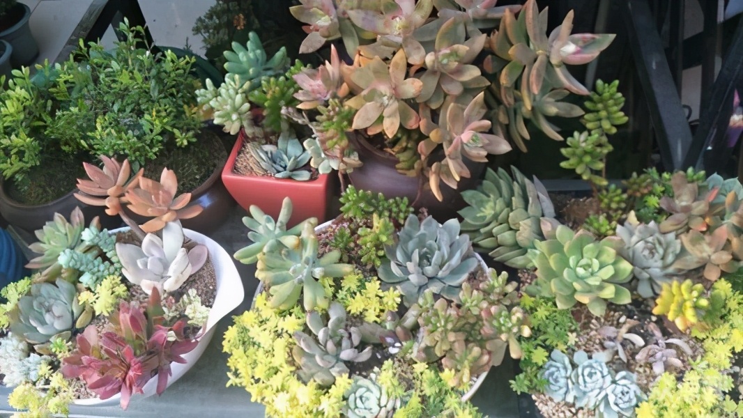 泸州旅游推荐景点大全最新,合肥旅游免费景区推荐