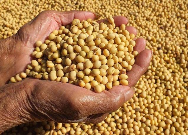 中国大豆进口情况新闻,中国进口大豆消息