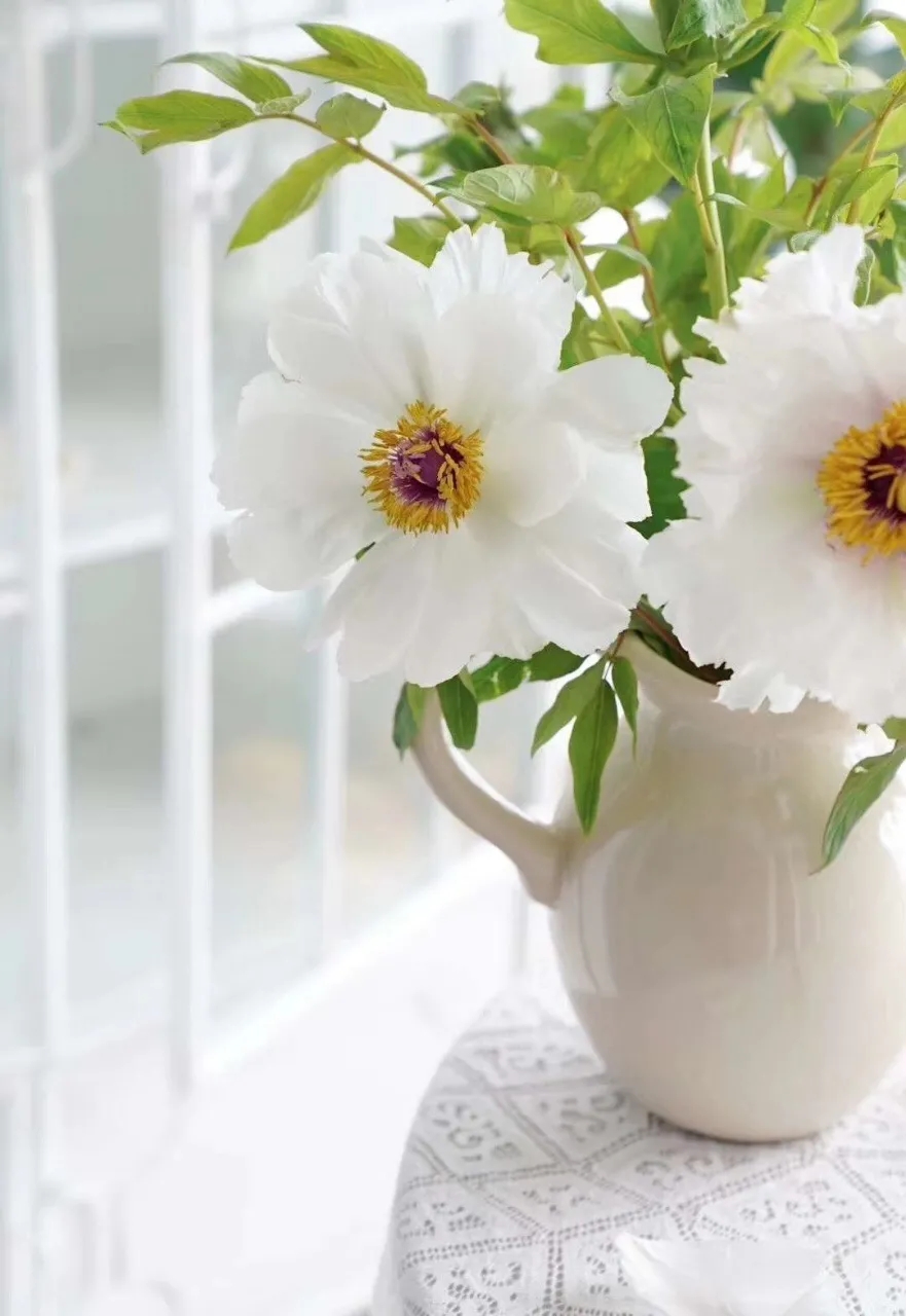 植库‖跟随仙气飘飘的油牡丹，追寻春天的步伐