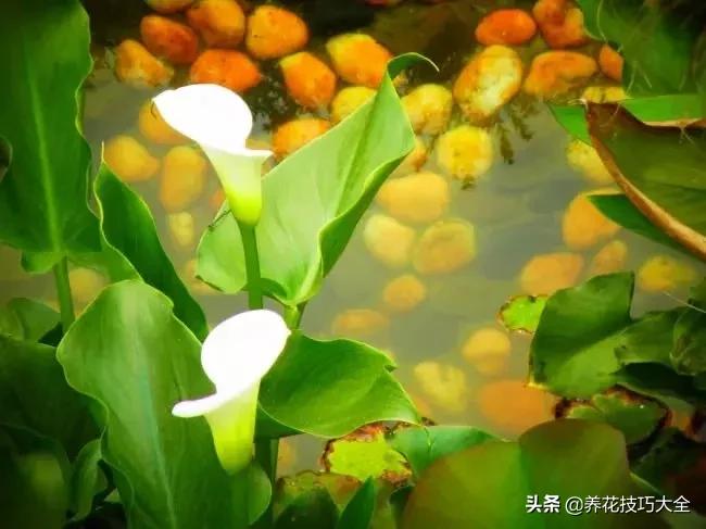 马蹄莲叶子发黄是什么原因,马蹄莲叶子发黄咋办