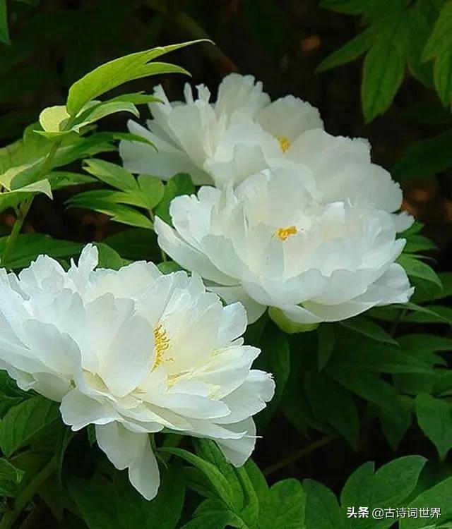 古诗中赞美牡丹的诗句有哪些,我见过雍容华丽的牡丹阅读答案