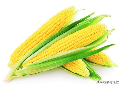 小玉米甜糯健康吗,小玉米啥时可种