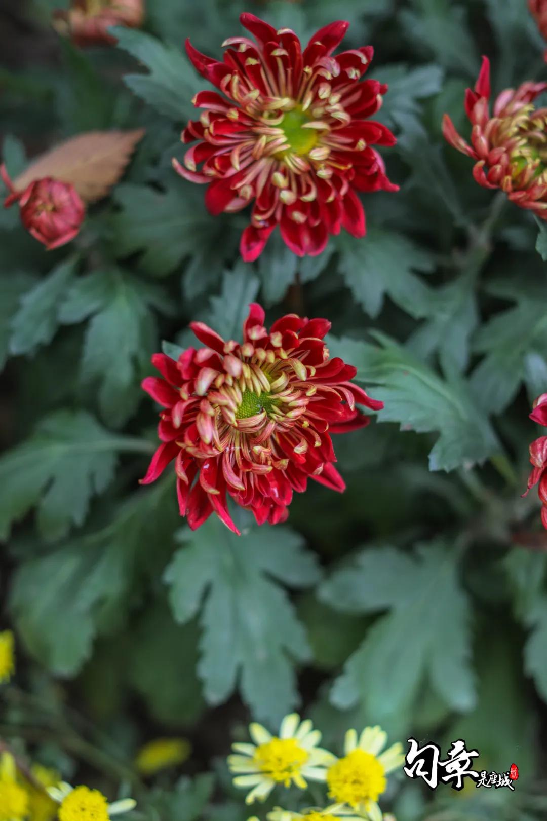 兴化千垛菊花海,广州海心沙菊花海
