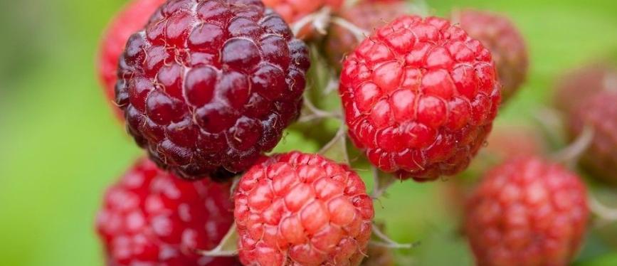 蛇莓几月熟,六月有蛇莓吗