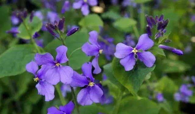 100种百花图谱大全,好书推荐快来领取你的宝藏书单