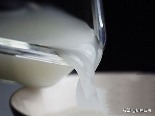 淘米水浇完花太臭怎么办,淘米水直接浇花了怎么补救