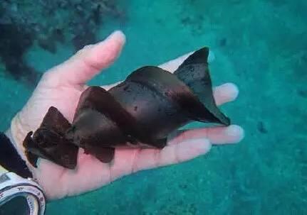 冷知识精选1,苦瓜的冷知识大全