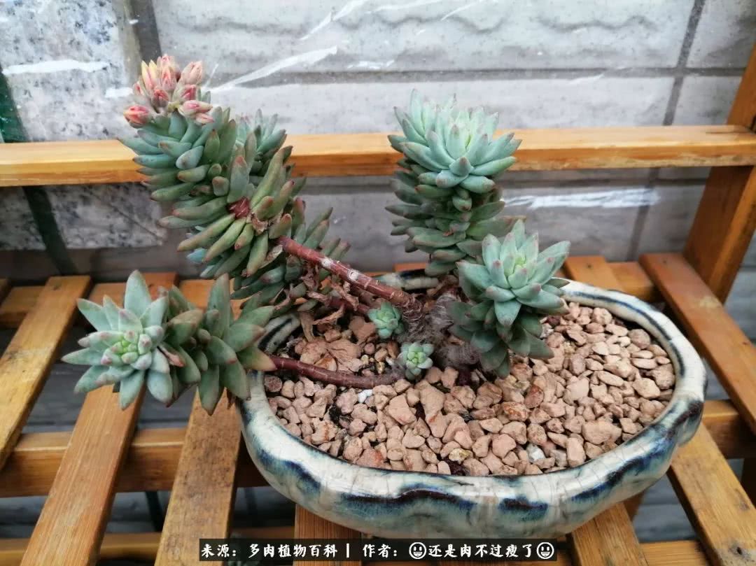 日照弘一法师,日照法师请师父