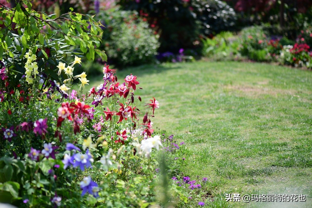 徒长花草怎样处理,徒长的树木怎么处理