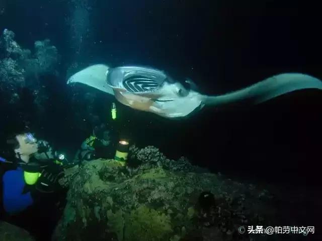 如何成为潜水师,如何成为一名潜水员