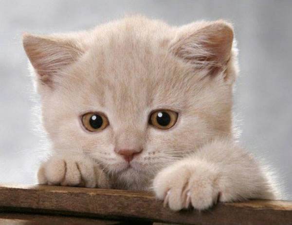 猫咪的性格应该分哪几类,怎么从猫的外表判断猫的性格