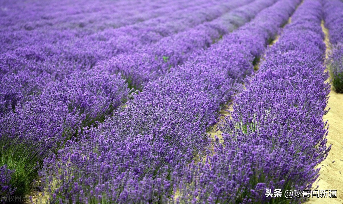 伊犁是一个幸福而烦恼的城市，究竟该侧重旅游还是工业？难以取舍