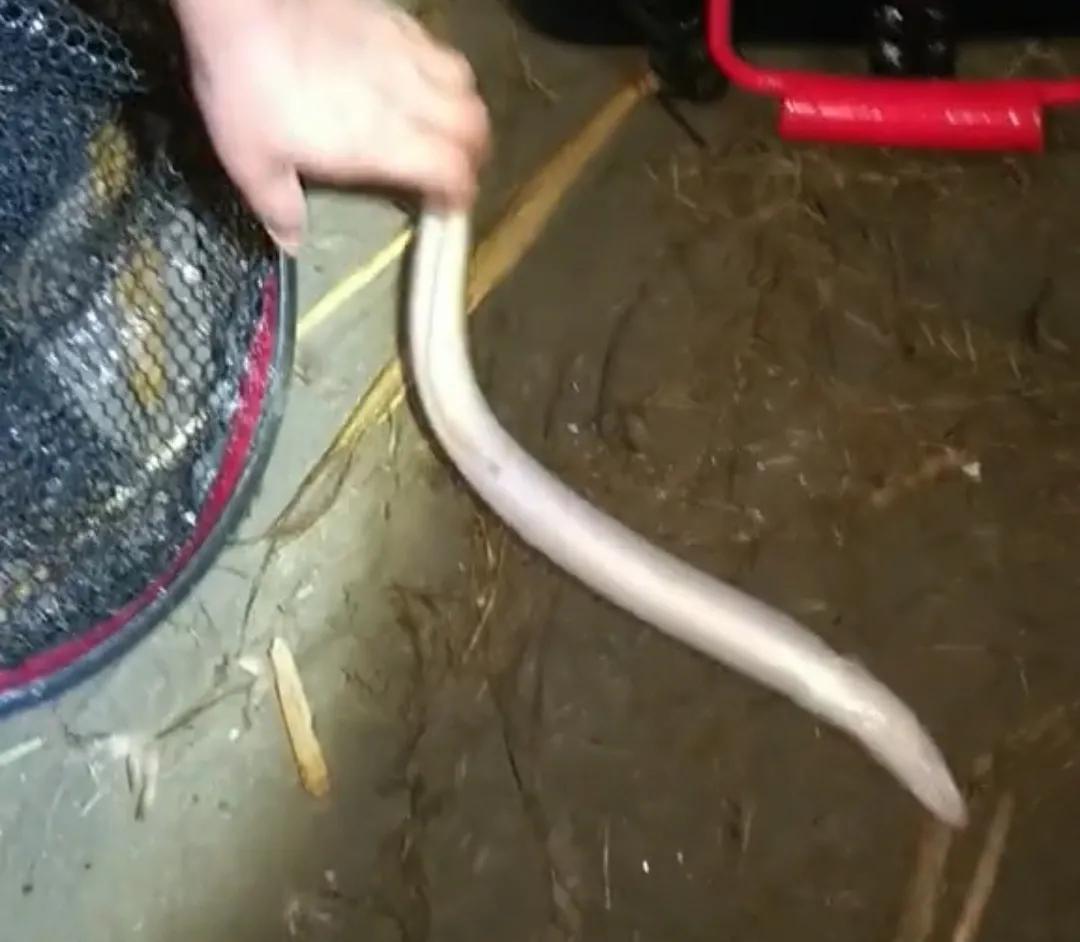 男子在户外钓出一条巨型黄鳝,男子野夜钓钓出50斤巨鳝