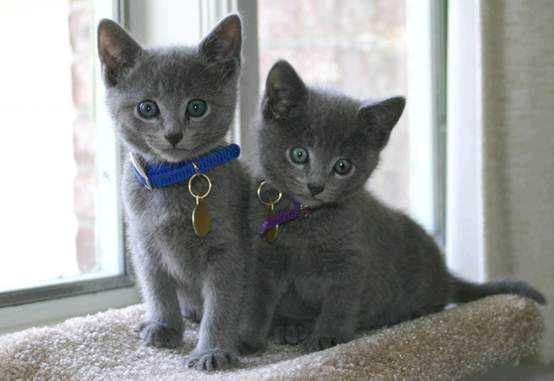 冬日精灵俄罗斯蓝猫,俄罗斯蓝猫的介绍