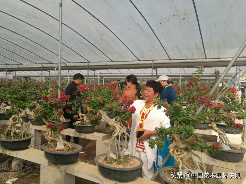 三角梅市场趋势,百年老桩三角梅盆景多少钱一棵