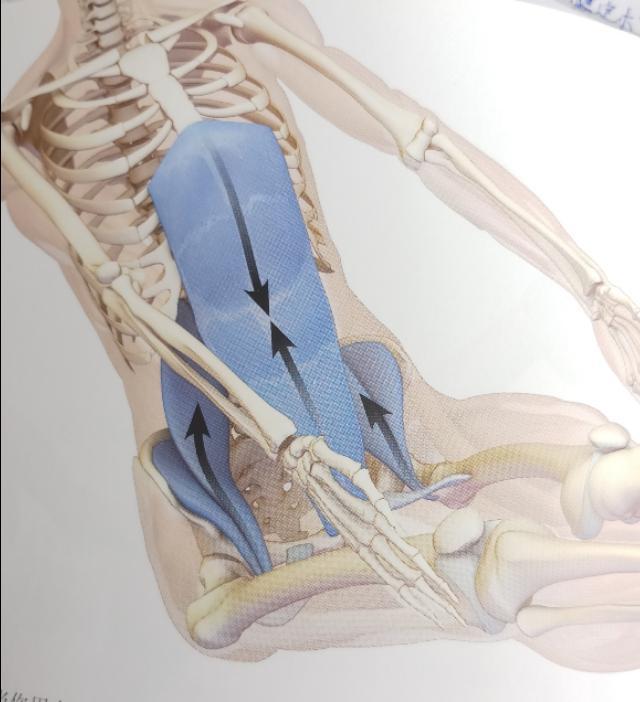 锻炼髂腰肌最有效方法图解,不懂健身动作练到的肌肉