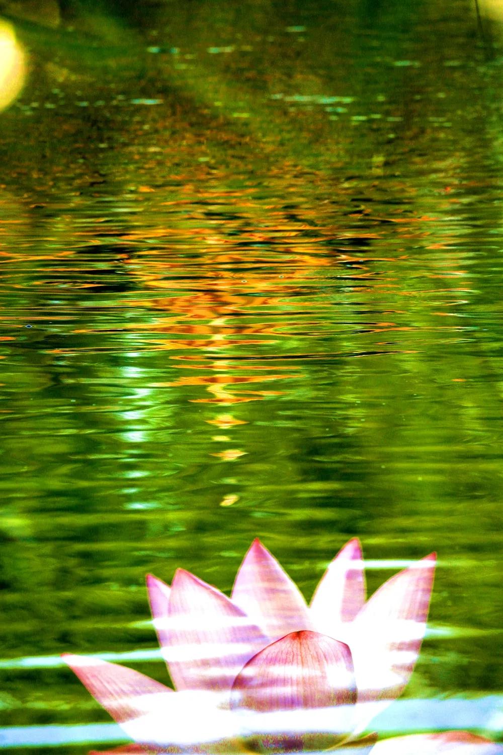 津门网金熙男：梦幻荷韵