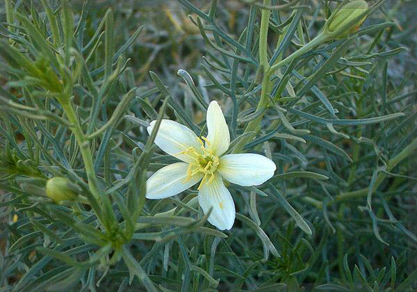 骆驼蓬是一种什么药材,中药材骆驼蓬配方
