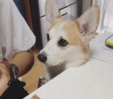 柯基幼犬第一天到家注意什么,饲养柯基6大禁忌你做过几个