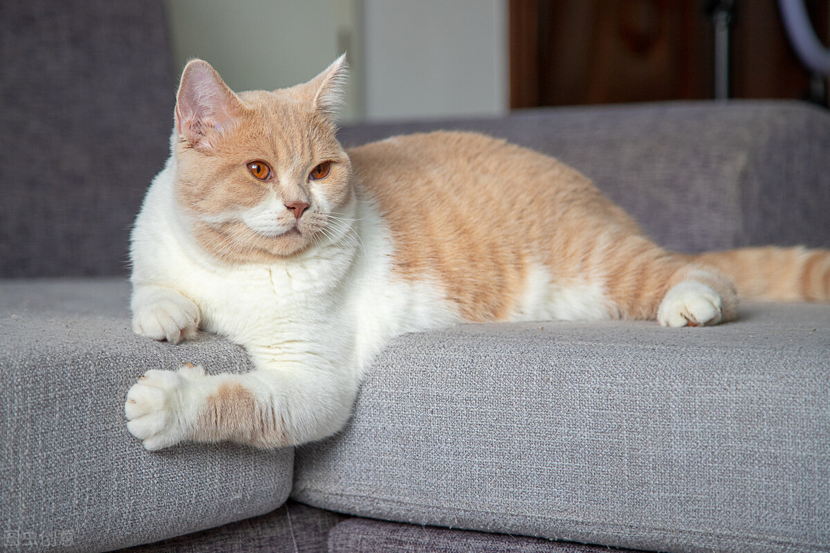 母英短怎么养,母英短不绝育可以吗