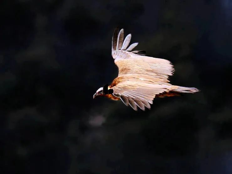 洛克徒步木里到稻城翻的是哪座山,秘境四川甘孜