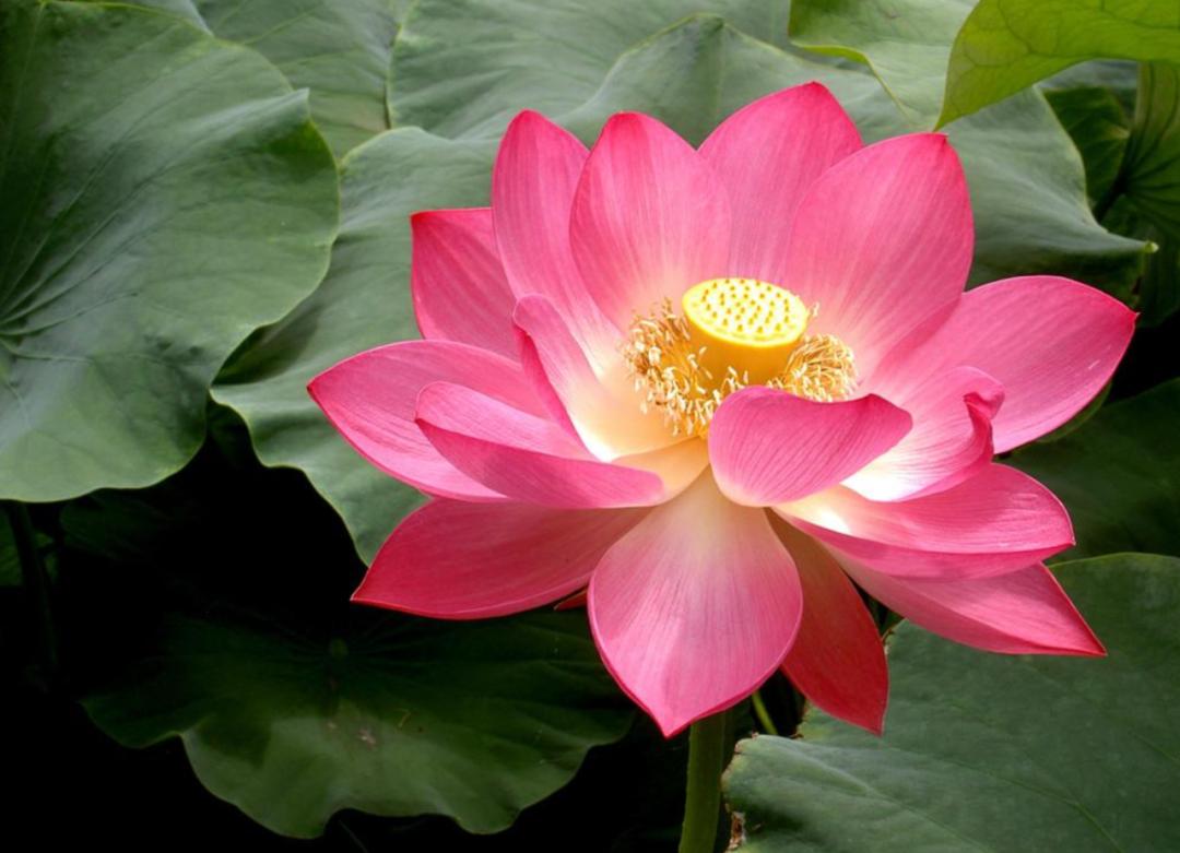 10句描写荷花的经典古诗词,描写荷花的古诗句20首