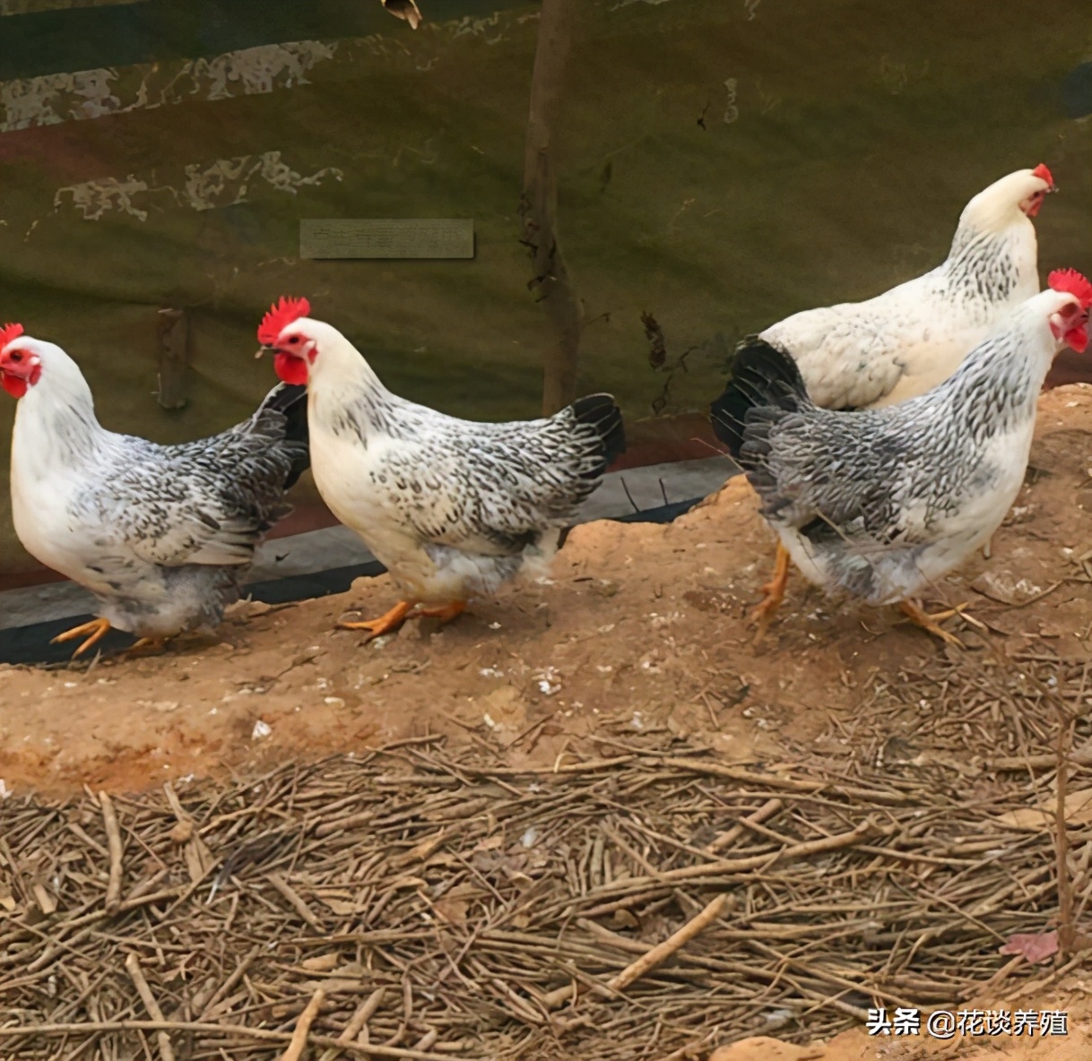 呕吐毒素对人危害,呕吐毒素科普冷知识