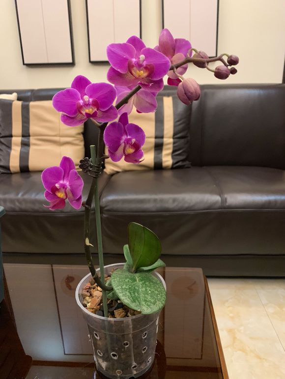 蝴蝶兰的根壮,蝴蝶兰的根壮但是前面根是黑色的