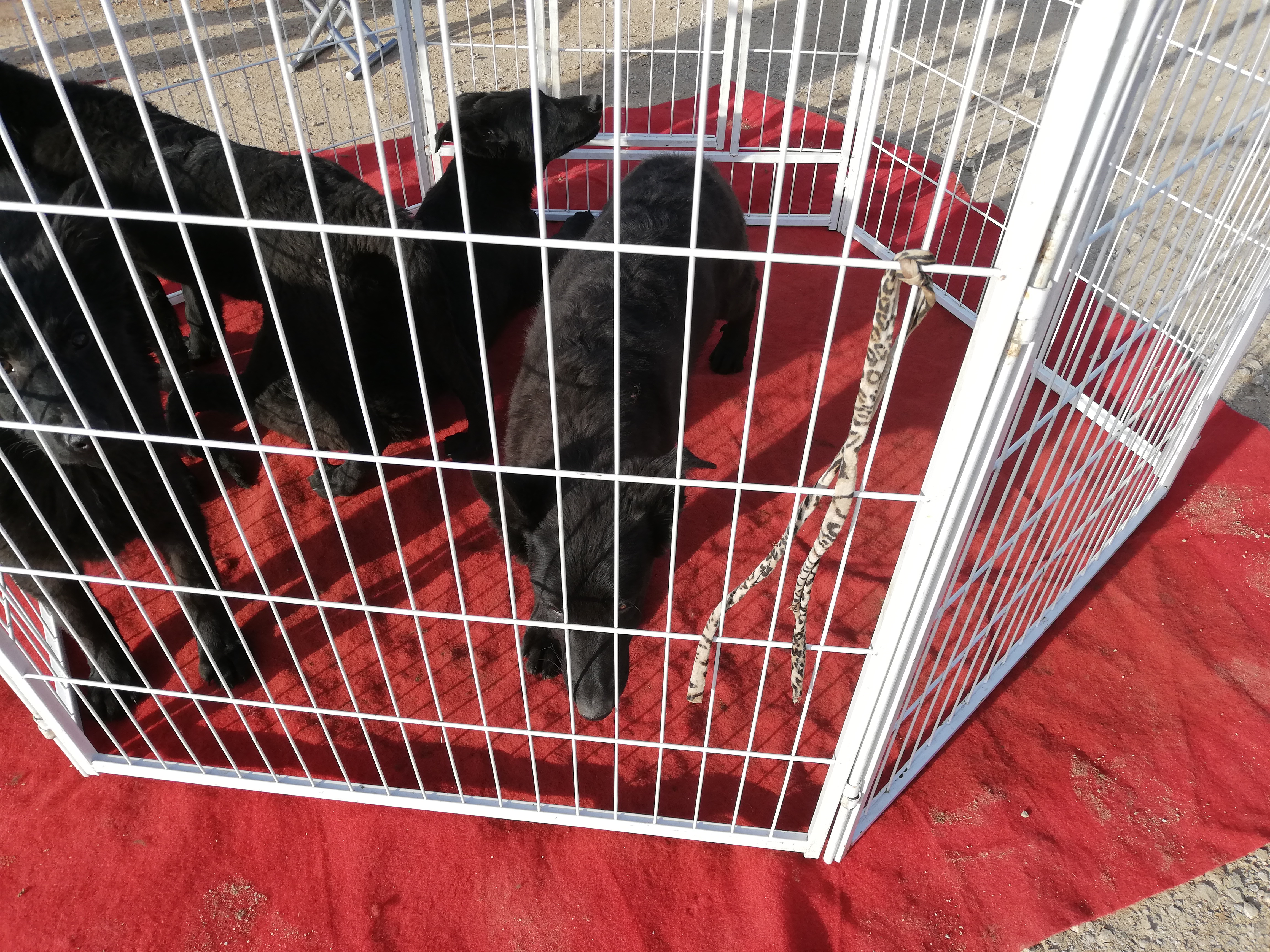 养殖场的狗卖到哪里去,黑狼犬幼犬出售最新养殖基地