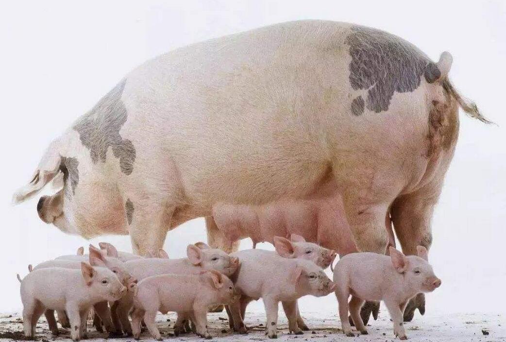 农村收购的母猪能吃吗,收购母猪肉有什么禁忌