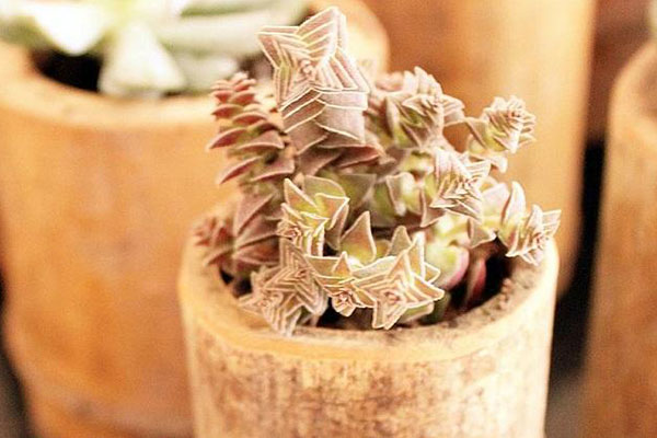 茜之塔如何养得肥大,茜之塔好养不