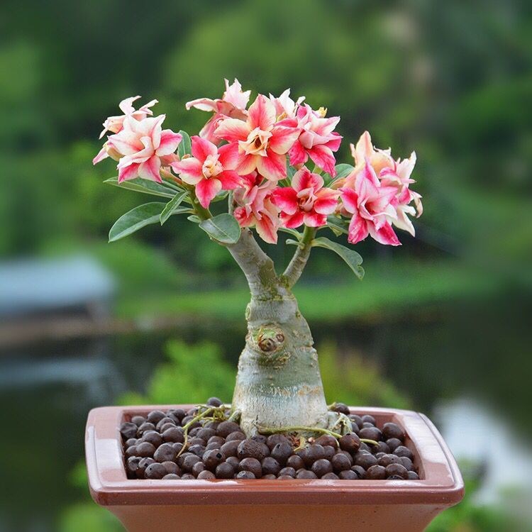 鎴峰涓嶈兘瑙︾鐨勬瘨鑺辨湁鍝簺,鍝簺姣掕姳涓嶈兘瑙︾