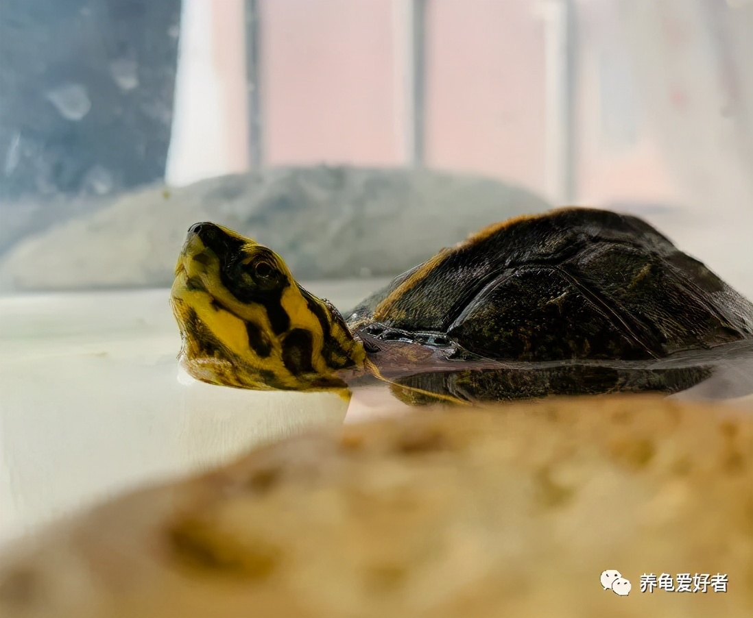 网上买龟店铺推荐,买龟在哪个网站买最靠谱实惠