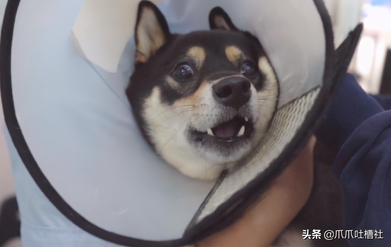 可怜的狗狗打针是怎么样的呢,狗狗打针反应迟钝智商受威胁