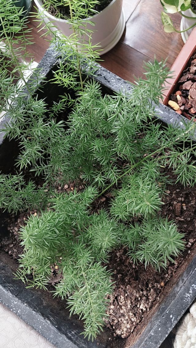 为什么有人喜欢养花,为什么这么多人喜欢养花养鱼